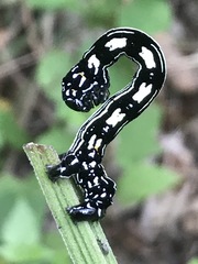 Acronyctodes mexicanaria