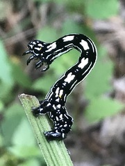 Acronyctodes mexicanaria