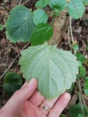 Equilabium petiolare