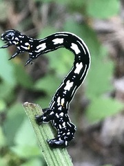 Acronyctodes mexicanaria