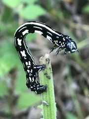 Acronyctodes mexicanaria