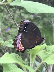 Gyrocheilus patrobas patrobas