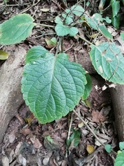 Equilabium petiolare