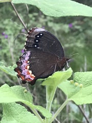 Gyrocheilus patrobas patrobas