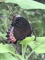 Gyrocheilus patrobas patrobas