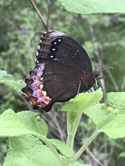 Gyrocheilus patrobas patrobas
