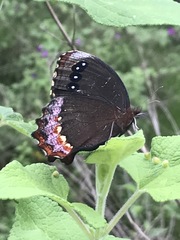 Gyrocheilus patrobas patrobas