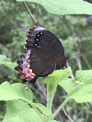 Gyrocheilus patrobas patrobas