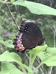 Gyrocheilus patrobas patrobas