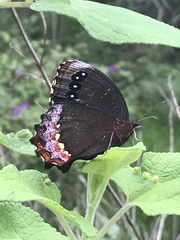 Gyrocheilus patrobas patrobas
