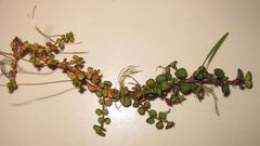 Epilobium nummulariifolium