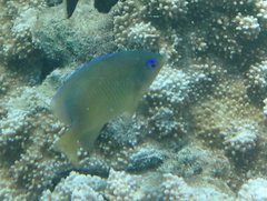 Plectroglyphidodon johnstonianus