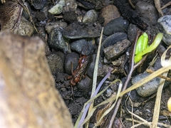 Spilichneumon