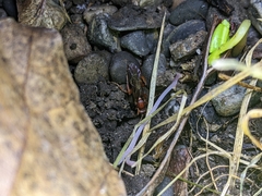Spilichneumon
