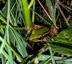 Hylarana erythraea