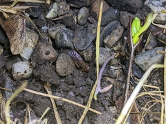 Spilichneumon