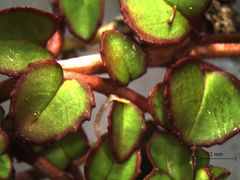 Epilobium nummulariifolium