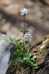 Valeriana arizonica