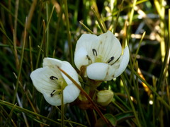 Gentianella montana