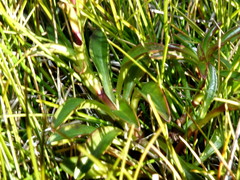 Gentianella montana