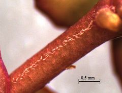 Epilobium nummulariifolium