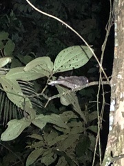 Nyctiphrynus ocellatus