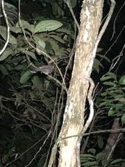 Nyctiphrynus ocellatus