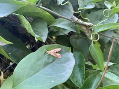 Pyraloidea