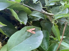 Pyraloidea