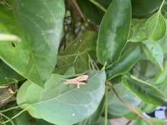 Pyraloidea