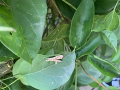 Pyraloidea
