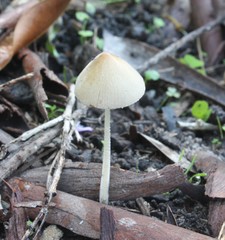 Fungi