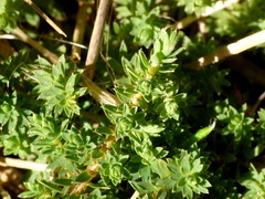 Kelleria laxa