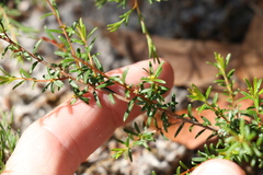 Pseudanthus orientalis