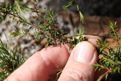 Pseudanthus orientalis