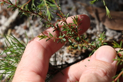 Pseudanthus orientalis