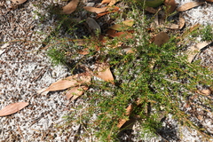 Pseudanthus orientalis