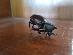 Xylotrupes gideon gideon