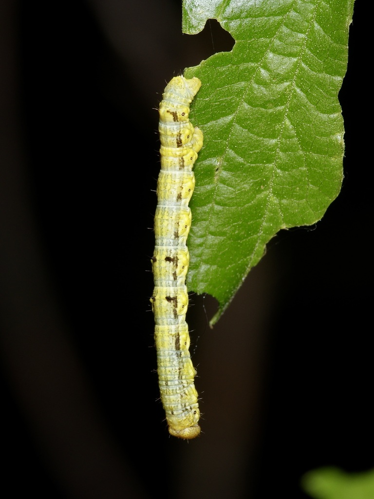 Small Phigalia Moth