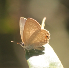 Anthene seltuttus