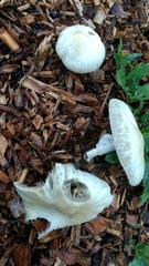 Agrocybe rivulosa