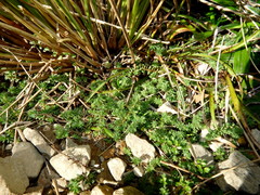 Kelleria laxa