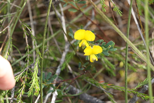 Image of Golden Glory Pea (Gompholobium virgatum) by (c) Greg Tasney, some rights reserved (CC BY-SA)