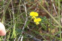 Gompholobium virgatum