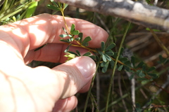 Gompholobium virgatum