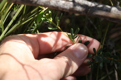 Gompholobium virgatum