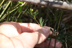 Gompholobium virgatum