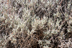 Eriogonum wrightii nodosum