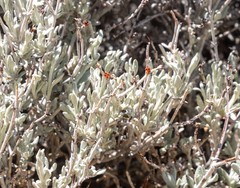 Eriogonum wrightii nodosum