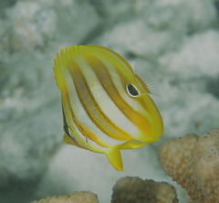 Chaetodon rainfordi